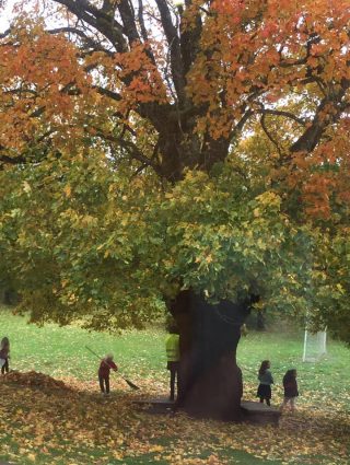 Bilden föreställer en stor lön på hösten, där färgen på löven skiftar i orange. Under trädet krattar barn löv.